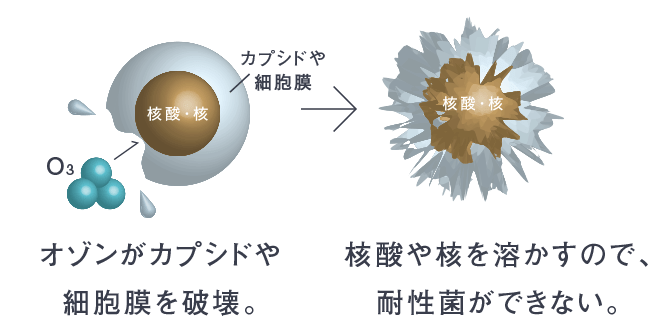 オゾンがカプシドや細胞膜を破壊。核酸や核を溶かすので、耐性菌ができない。